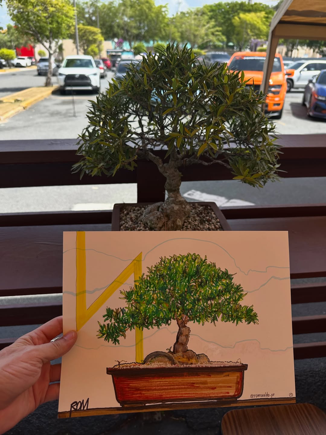 Bonsái junto a una ilustración y una bebida de café